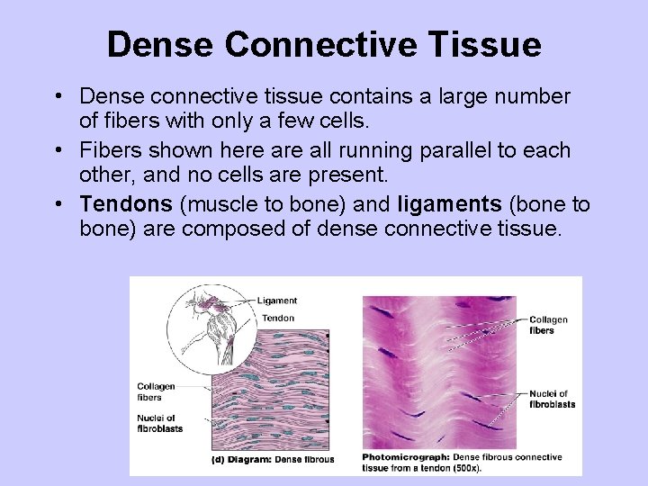 Dense Connective Tissue • Dense connective tissue contains a large number of fibers with