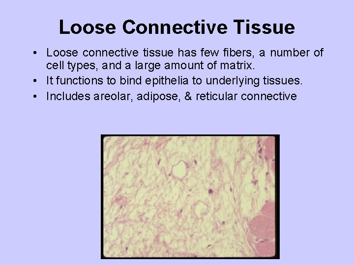 Loose Connective Tissue • Loose connective tissue has few fibers, a number of cell