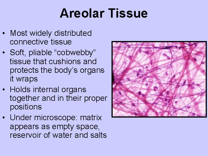 Areolar Tissue • Most widely distributed connective tissue • Soft, pliable “cobwebby” tissue that