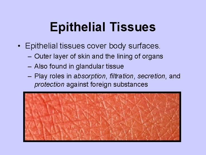 Epithelial Tissues • Epithelial tissues cover body surfaces. – Outer layer of skin and