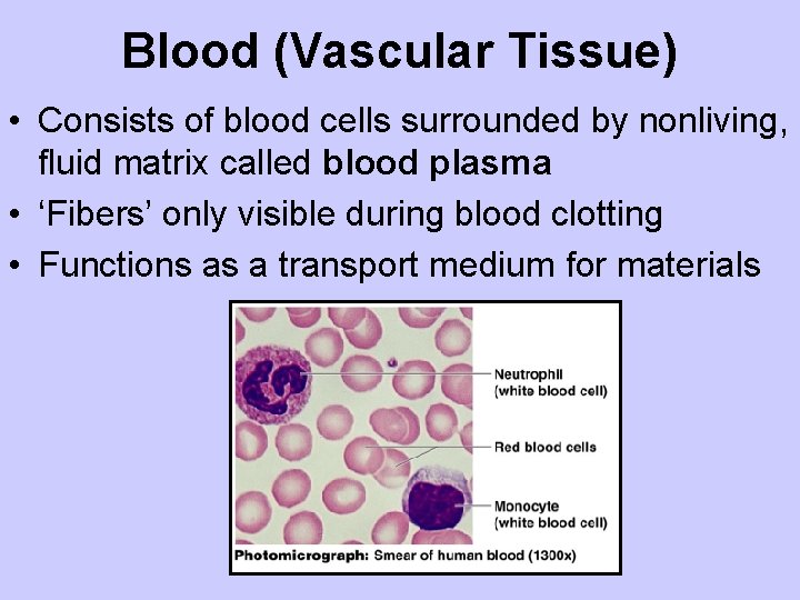 Blood (Vascular Tissue) • Consists of blood cells surrounded by nonliving, fluid matrix called
