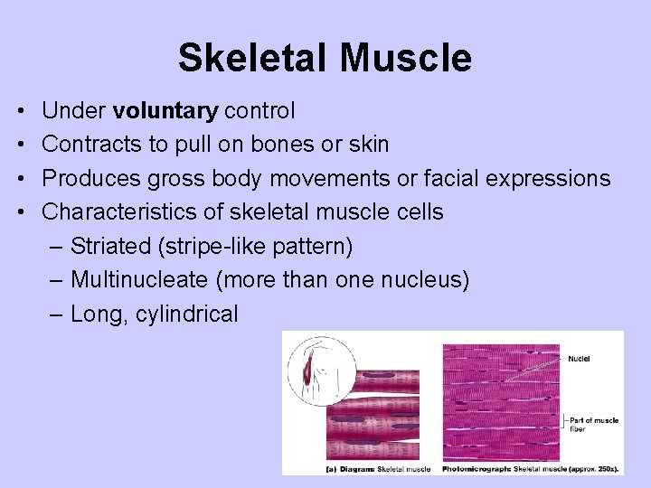 Skeletal Muscle • • Under voluntary control Contracts to pull on bones or skin