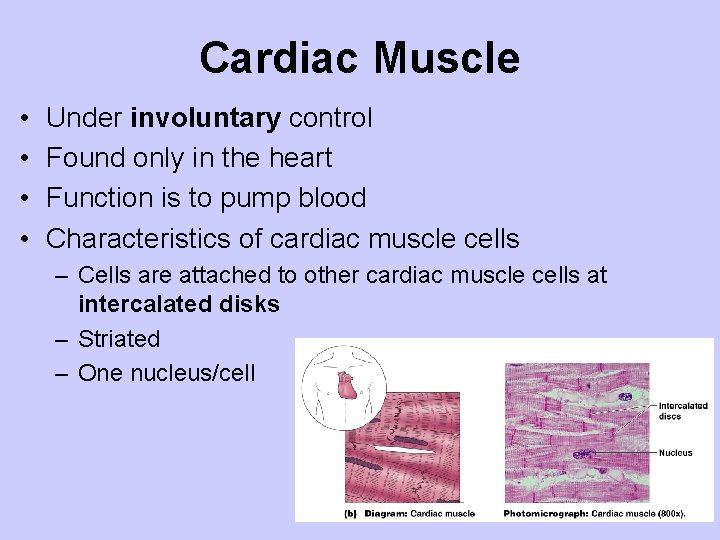 Cardiac Muscle • • Under involuntary control Found only in the heart Function is