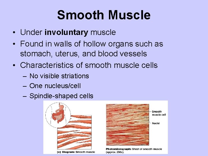 Smooth Muscle • Under involuntary muscle • Found in walls of hollow organs such
