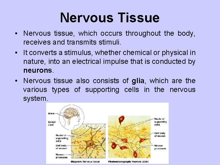 Nervous Tissue • Nervous tissue, which occurs throughout the body, receives and transmits stimuli.