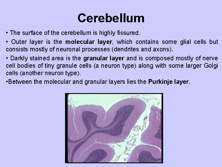 Cerebellum • The surface of the cerebellum is highly fissured. • Outer layer is