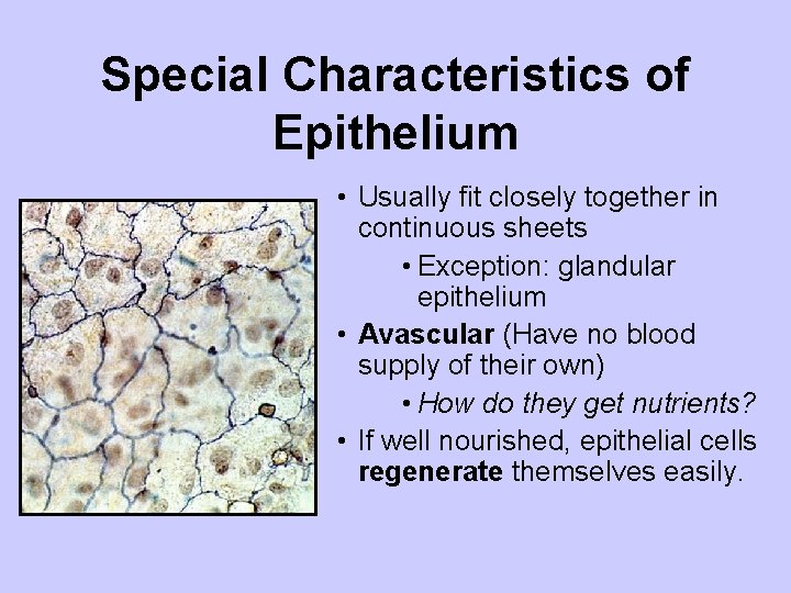 Special Characteristics of Epithelium • Usually fit closely together in continuous sheets • Exception: