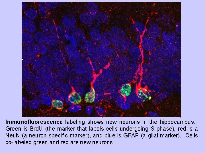 Immunofluorescence labeling shows new neurons in the hippocampus. Green is Brd. U (the marker