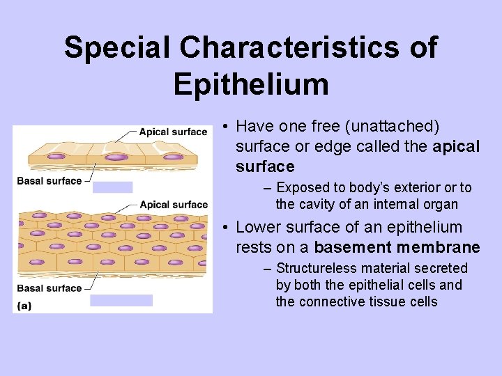 Special Characteristics of Epithelium • Have one free (unattached) surface or edge called the