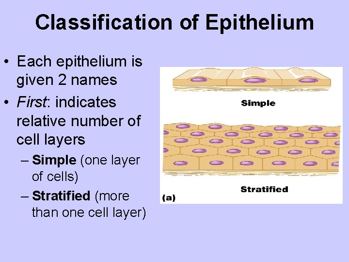 Classification of Epithelium • Each epithelium is given 2 names • First: indicates relative