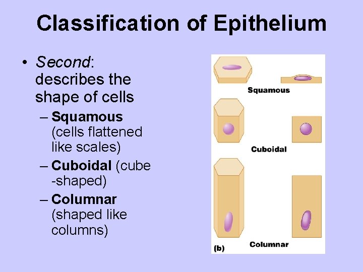 Classification of Epithelium • Second: describes the shape of cells – Squamous (cells flattened