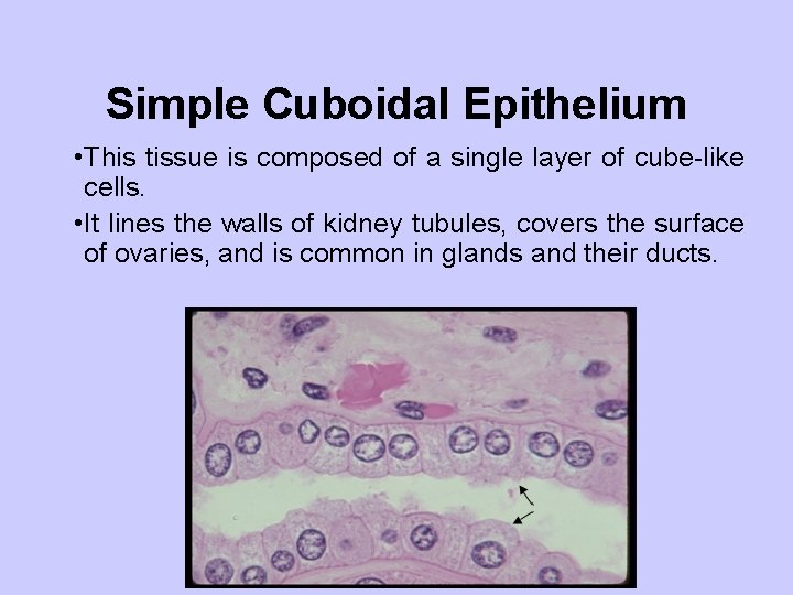 Simple Cuboidal Epithelium • This tissue is composed of a single layer of cube-like