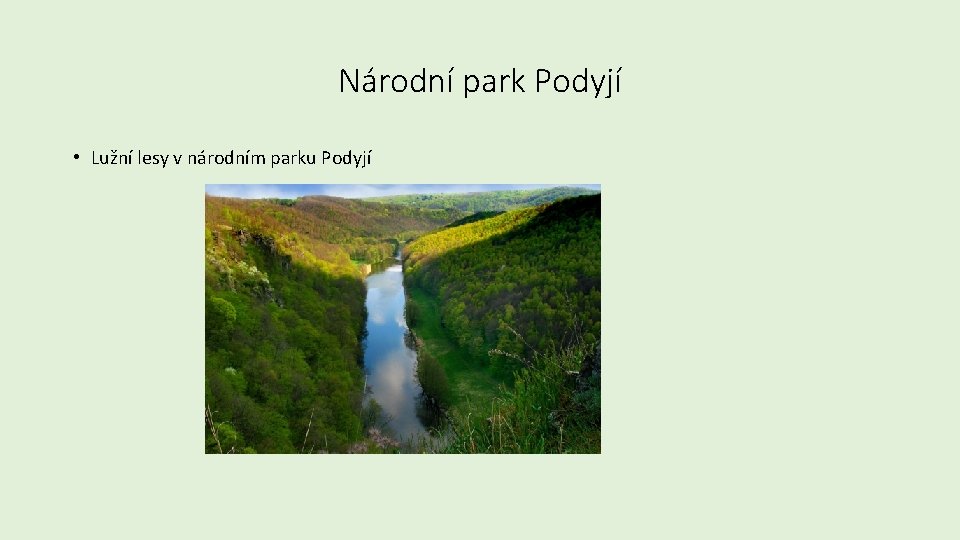 Národní park Podyjí • Lužní lesy v národním parku Podyjí 