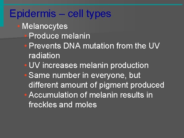 Epidermis – cell types • Melanocytes • Produce melanin • Prevents DNA mutation from