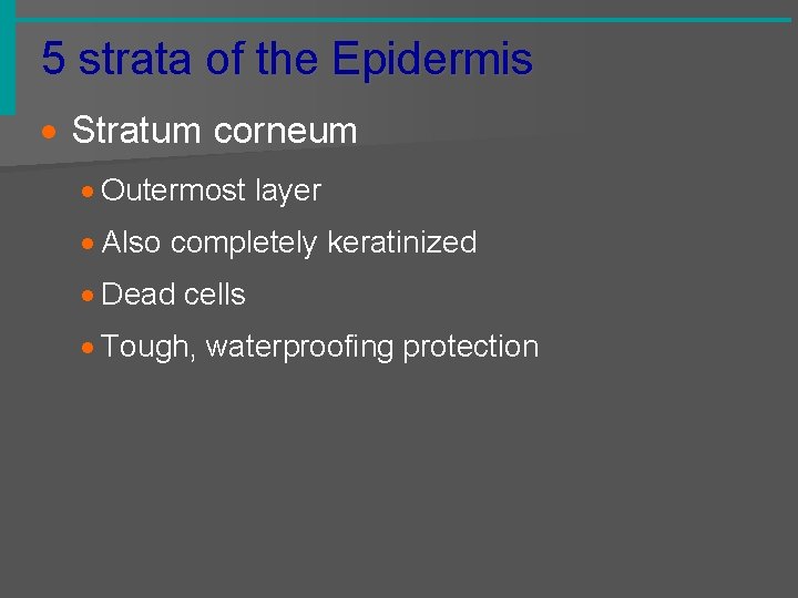 5 strata of the Epidermis · Stratum corneum · Outermost layer · Also completely
