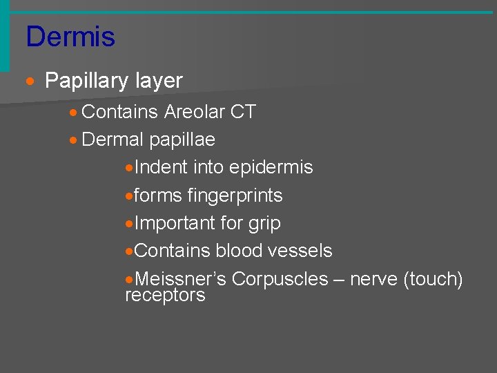 Dermis · Papillary layer · Contains Areolar CT · Dermal papillae ·Indent into epidermis