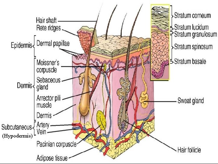 (Hypodermis) 