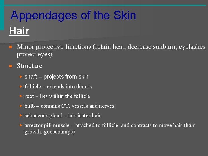 Appendages of the Skin Hair · Minor protective functions (retain heat, decrease sunburn, eyelashes