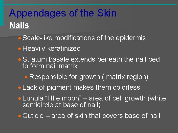 Appendages of the Skin Nails · Scale-like modifications of the epidermis · Heavily keratinized