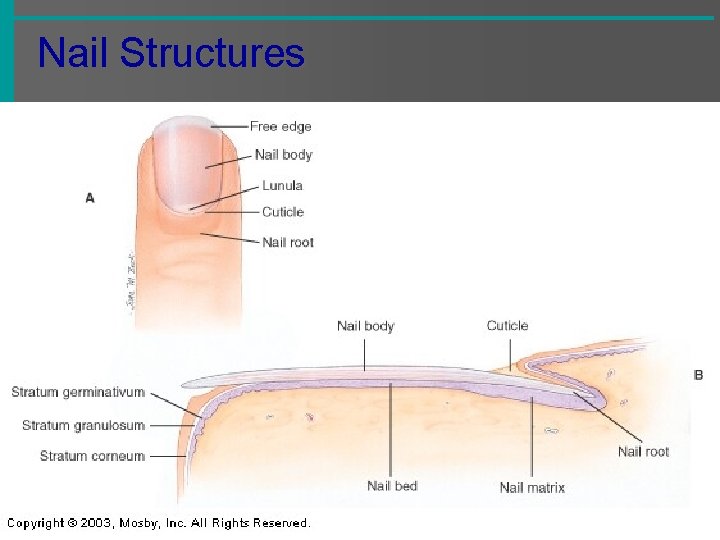 Nail Structures 