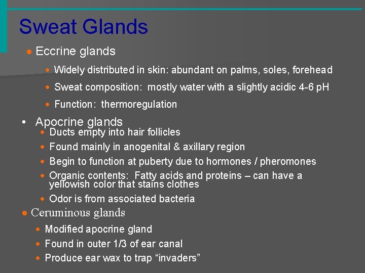 Sweat Glands · Eccrine glands · Widely distributed in skin: abundant on palms, soles,