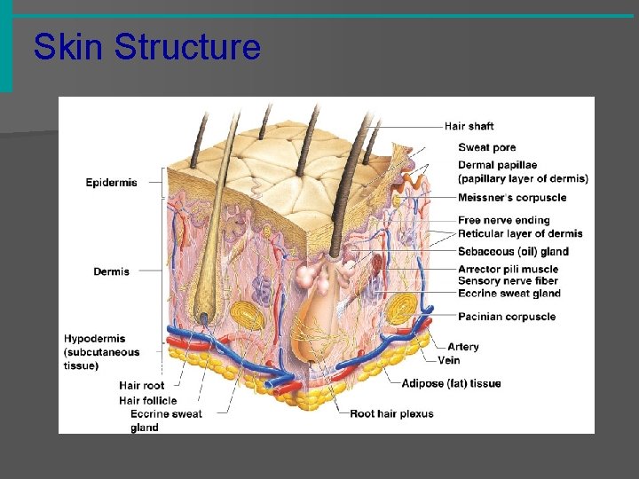 Skin Structure 