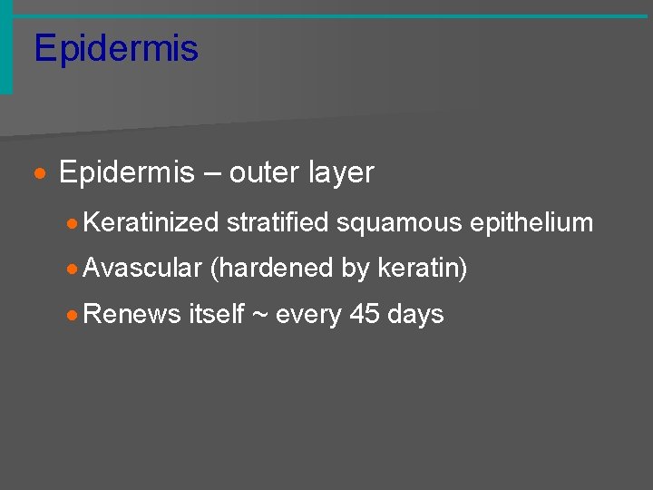 Epidermis · Epidermis – outer layer · Keratinized stratified squamous epithelium · Avascular (hardened