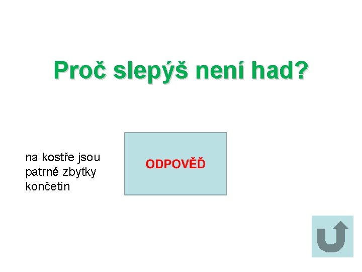 Proč slepýš není had? na kostře jsou patrné zbytky končetin 