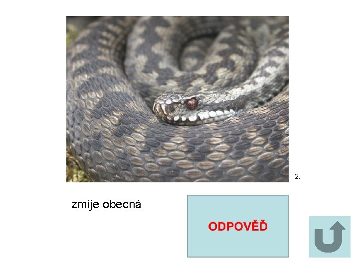 2. zmije obecná 