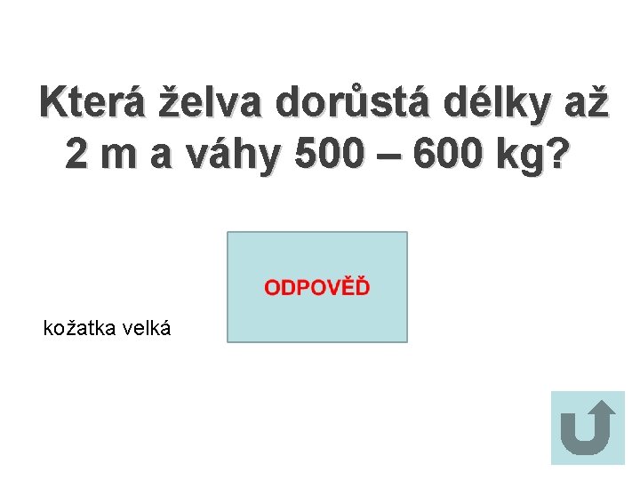 Která želva dorůstá délky až 2 m a váhy 500 – 600 kg? kožatka