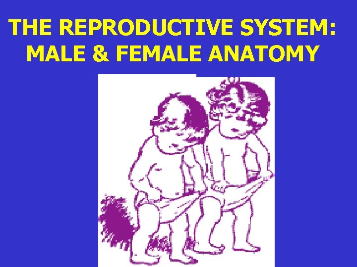 THE REPRODUCTIVE SYSTEM: MALE & FEMALE ANATOMY 