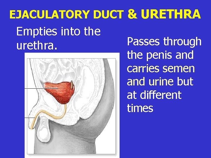 EJACULATORY DUCT & URETHRA Empties into the urethra. Passes through the penis and carries