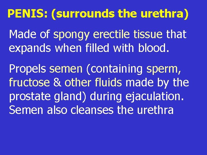 PENIS: (surrounds the urethra) Made of spongy erectile tissue that expands when filled with