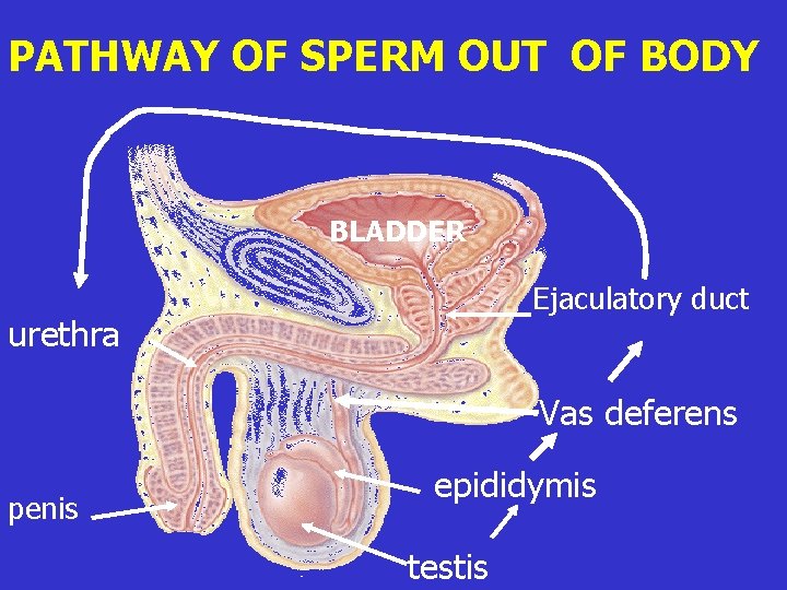 PATHWAY OF SPERM OUT OF BODY BLADDER Ejaculatory duct urethra Vas deferens penis epididymis