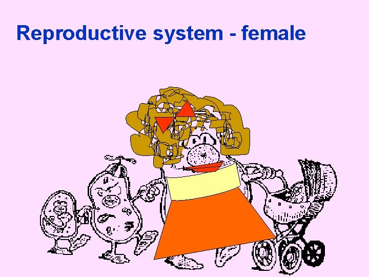 Reproductive system - female 