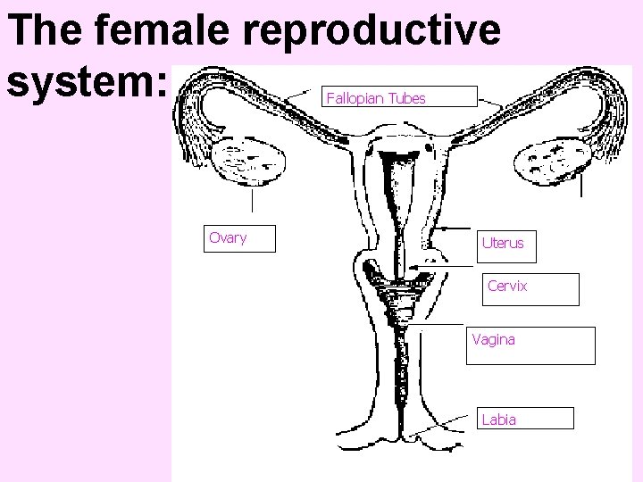The female reproductive system: Fallopian Tubes Ovary Uterus Cervix Vagina Labia 