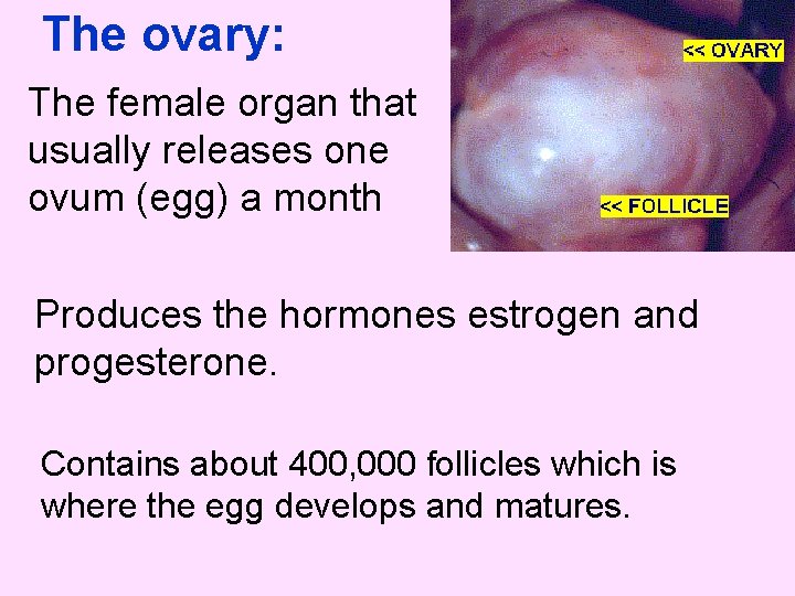 The ovary: The female organ that usually releases one ovum (egg) a month Produces