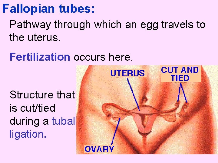 Fallopian tubes: Pathway through which an egg travels to the uterus. Fertilization occurs here.