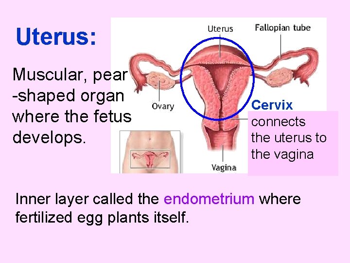 Uterus: Muscular, pear -shaped organ where the fetus develops. Cervix connects the uterus to