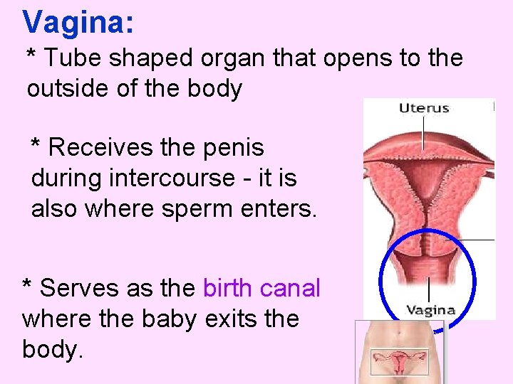 Vagina: * Tube shaped organ that opens to the outside of the body *