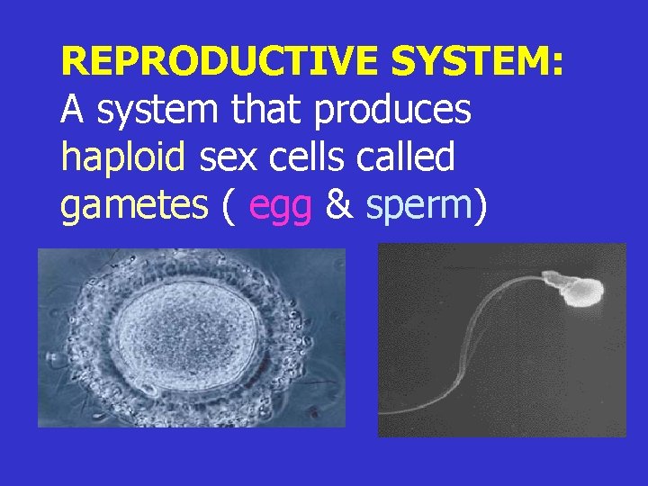 REPRODUCTIVE SYSTEM: A system that produces haploid sex cells called gametes ( egg &