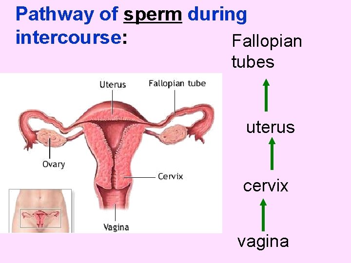 Pathway of sperm during intercourse: Fallopian tubes uterus cervix vagina 