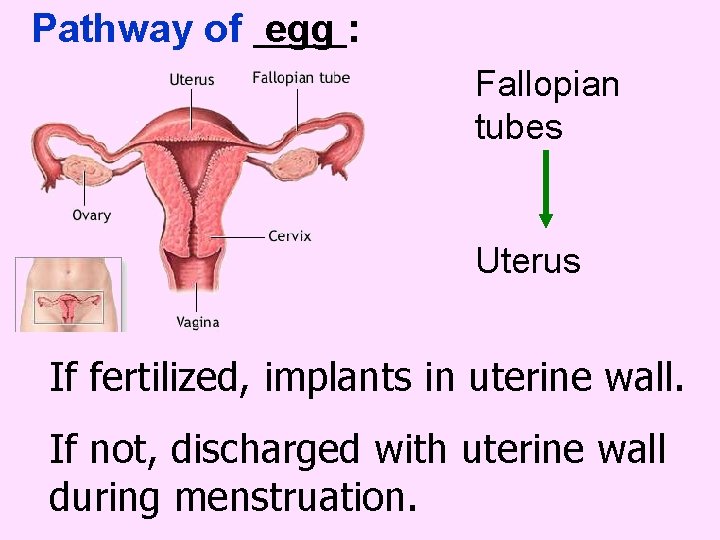 Pathway of egg : Fallopian tubes Uterus If fertilized, implants in uterine wall. If