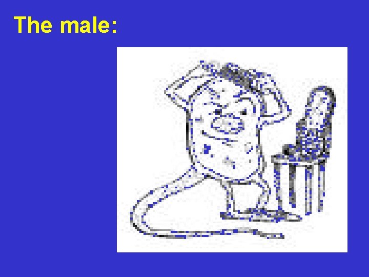 The male: 