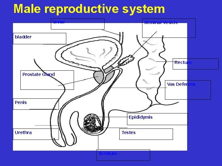 Male reproductive system Seminal Vesicle Ureter bladder Rectum Prostate Gland Vas Deferens Penis Epididymis