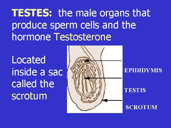 TESTES: the male organs that produce sperm cells and the hormone Testosterone Located inside
