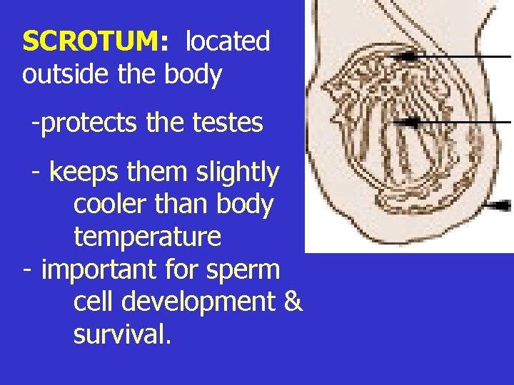 SCROTUM: located outside the body -protects the testes - keeps them slightly cooler than