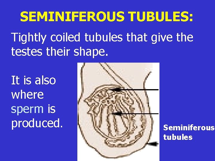 SEMINIFEROUS TUBULES: Tightly coiled tubules that give the testes their shape. It is also