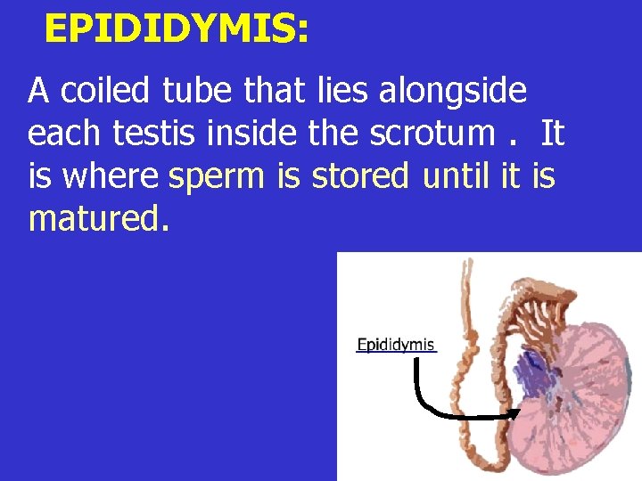 EPIDIDYMIS: A coiled tube that lies alongside each testis inside the scrotum. It is