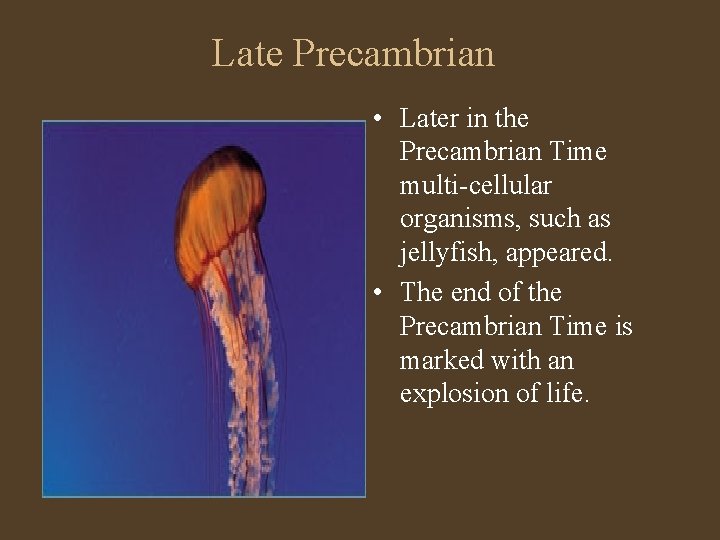 Late Precambrian • Later in the Precambrian Time multi-cellular organisms, such as jellyfish, appeared.